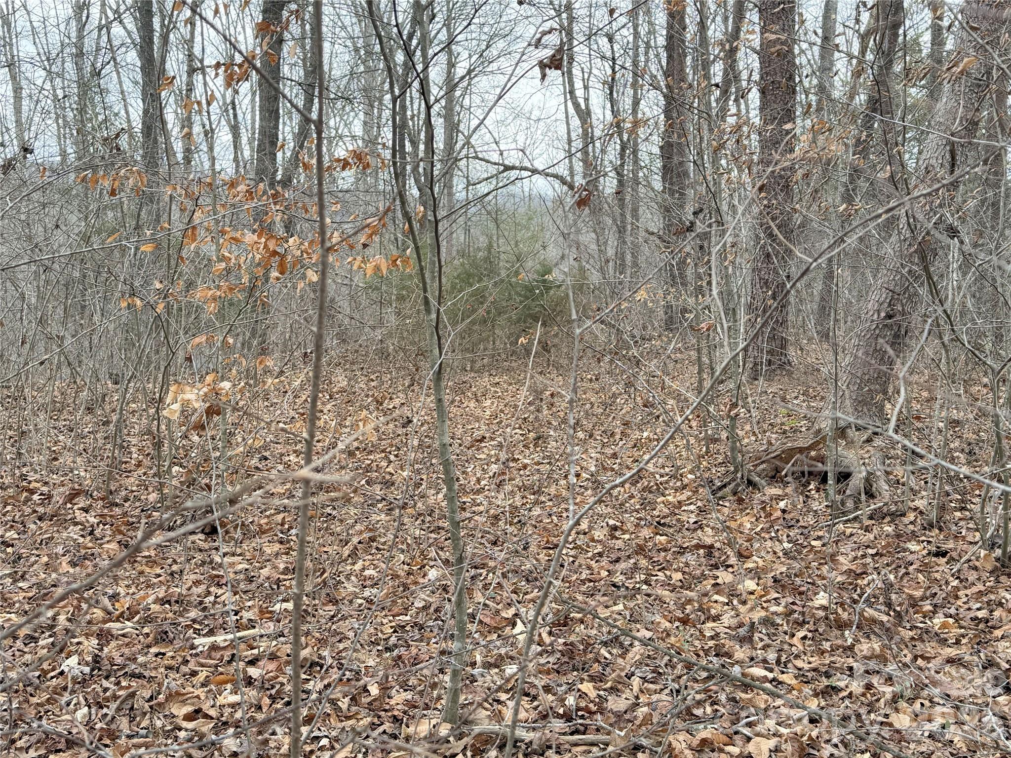 0 East Rambling Creek Drive, Unit 26 Tryon, NC 28782 - Photo 3 of 6 a view of a yard with a trees