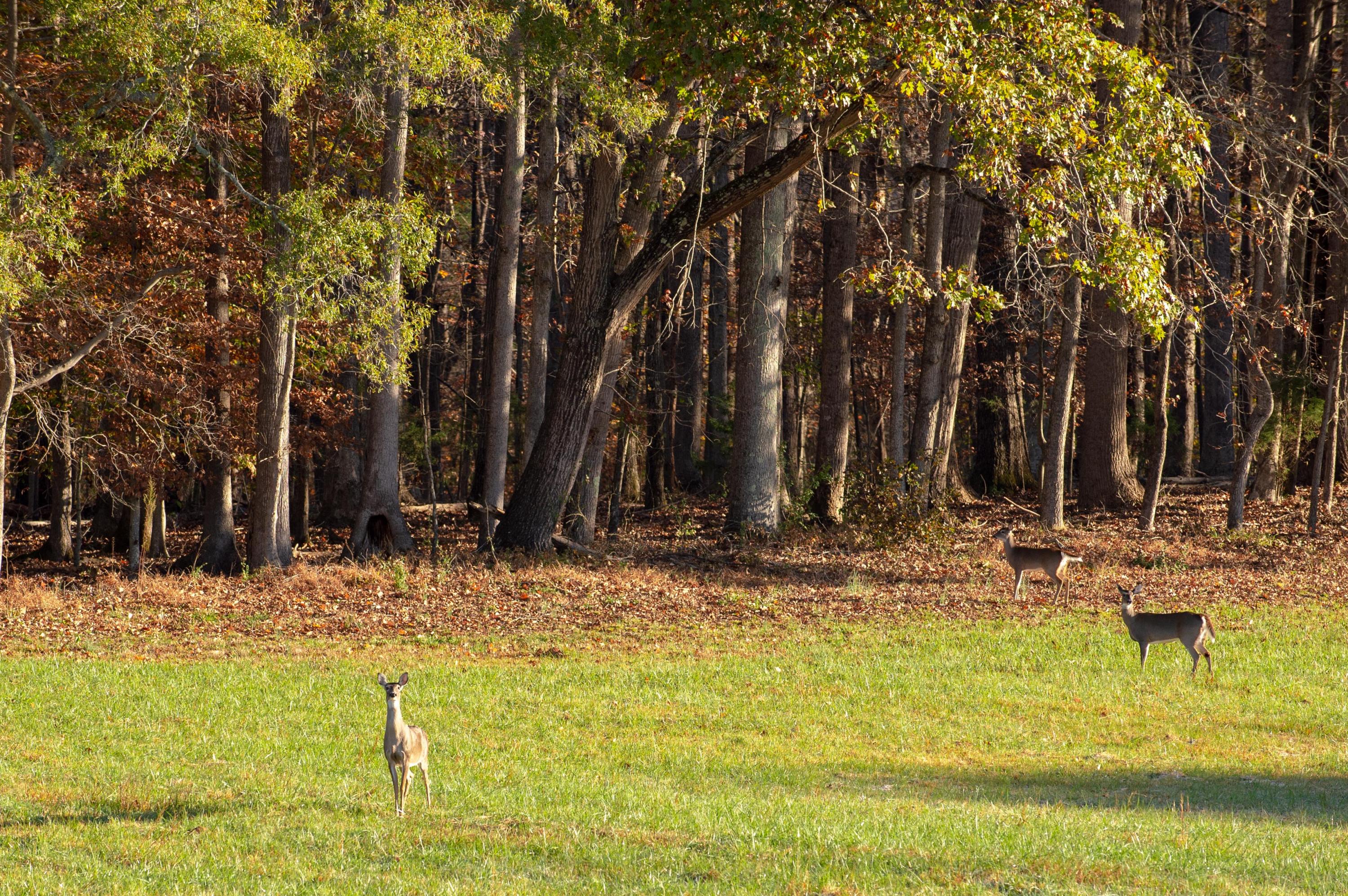 680 North Kingsbury Road Clover, SC 29710 - Photo 17 of 88 Xavier Farm Lifestyle_Low Res-10