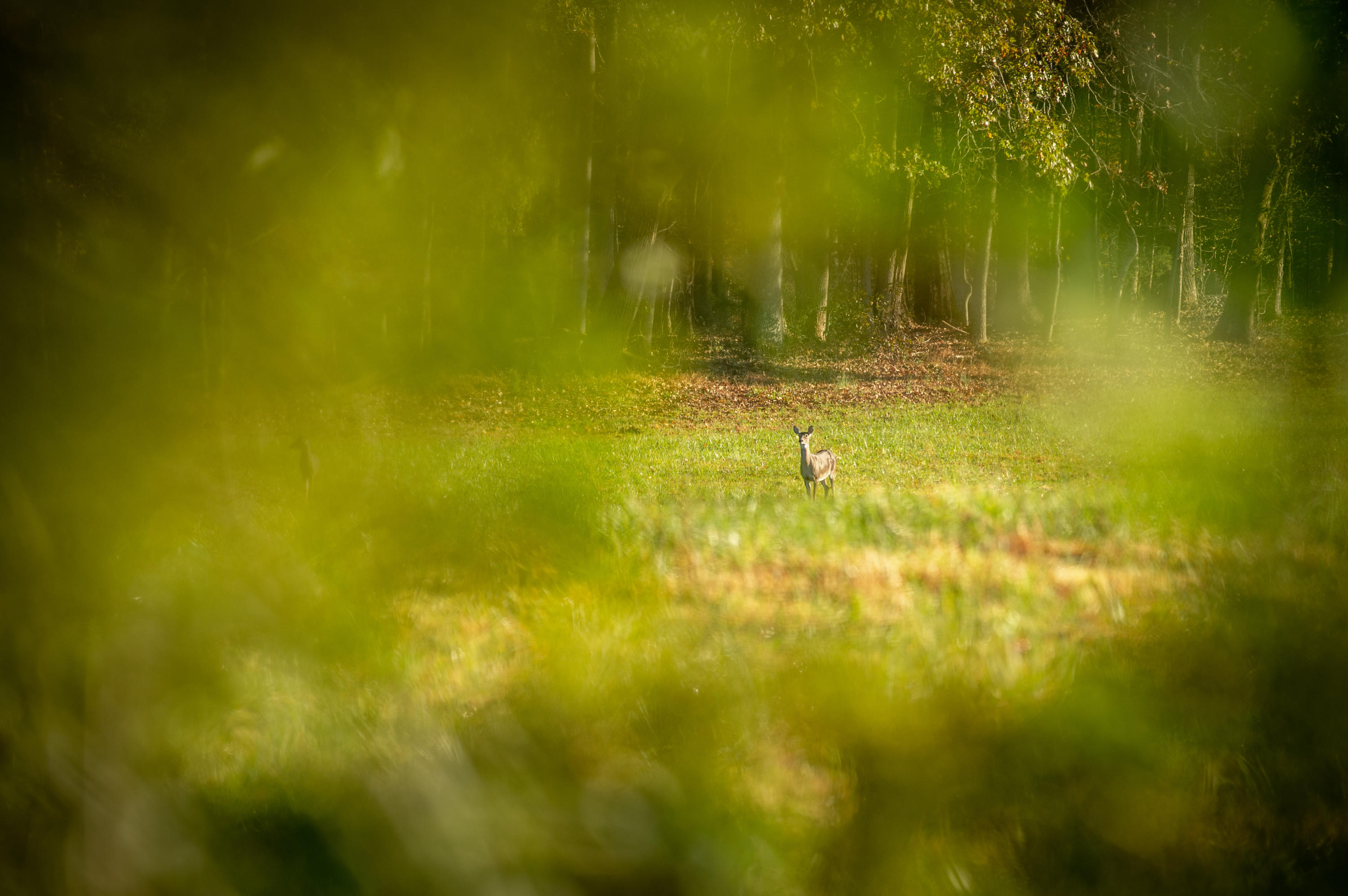 680 North Kingsbury Road Clover, SC 29710 - Photo 55 of 88 Xavier Farm Lifestyle_Low Res-7
