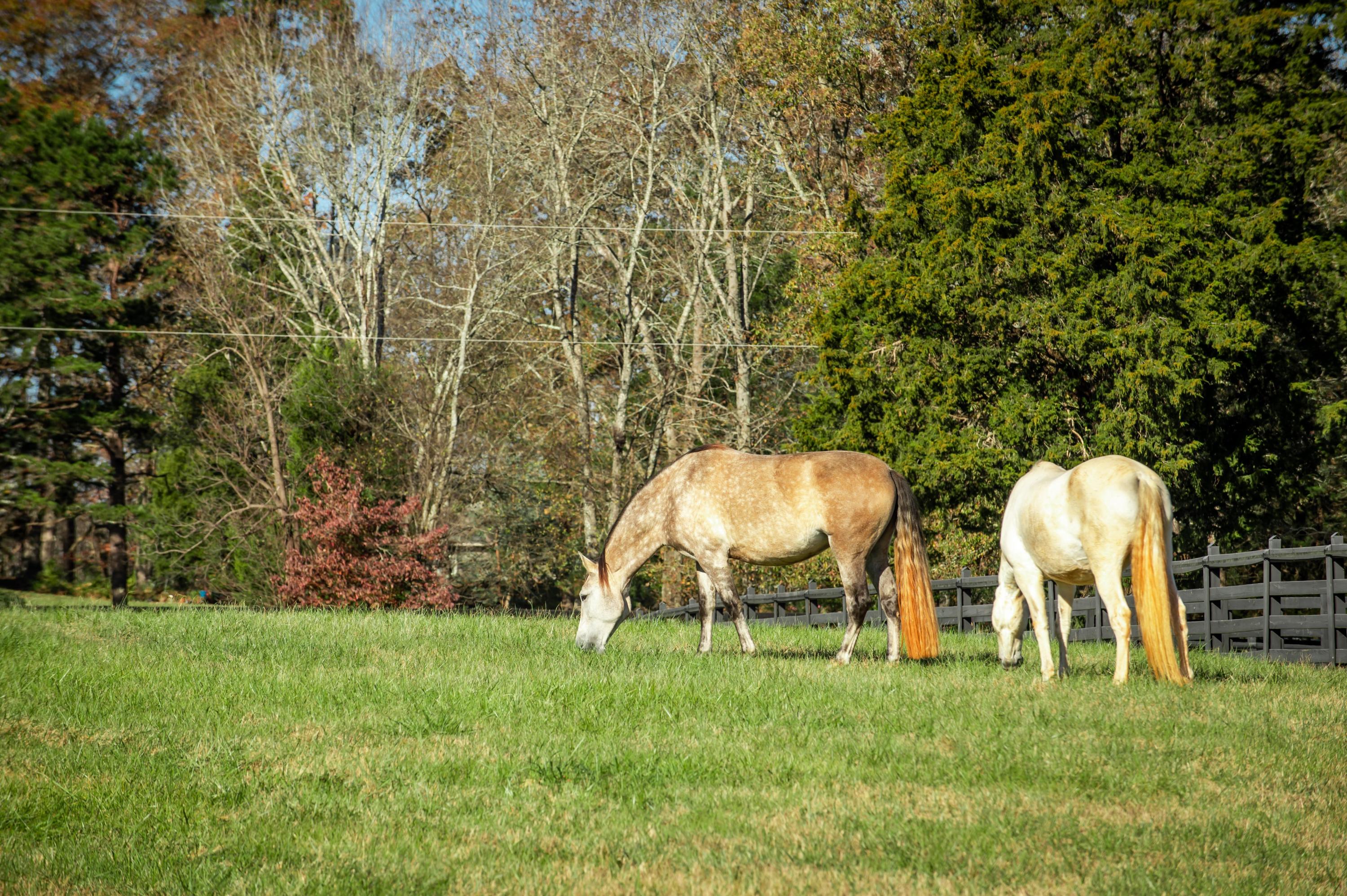 680 North Kingsbury Road Clover, SC 29710 - Photo 8 of 88 Xavier Farm Lifestyle_Low Res-20