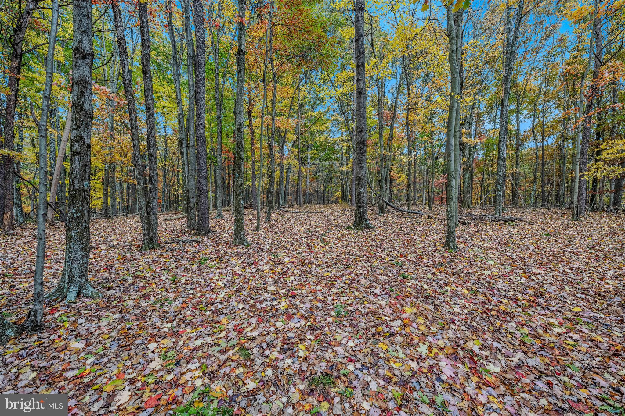3041 Pine Grove Road Berkeley Springs, WV 25411 - Photo 69 of 99 a backyard of a house with lots of green space and chair