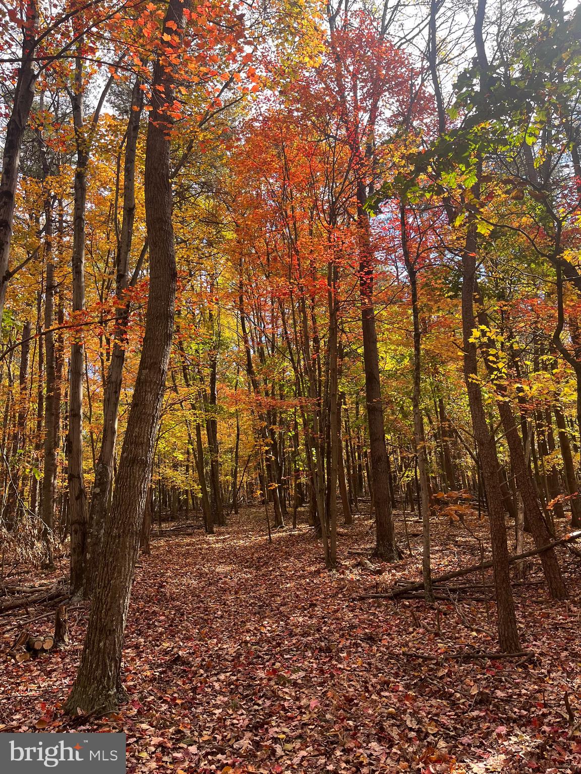 3041 Pine Grove Road Berkeley Springs, WV 25411 - Photo 93 of 99