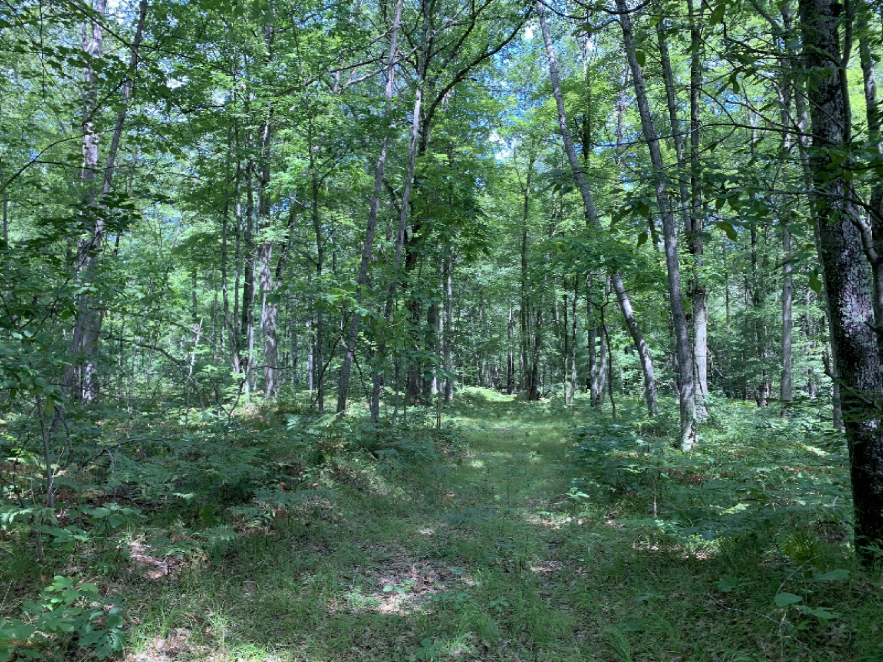 9230 East Kinney Road Branch, MI 49402 - Photo 23 of 26 Surrounding woods