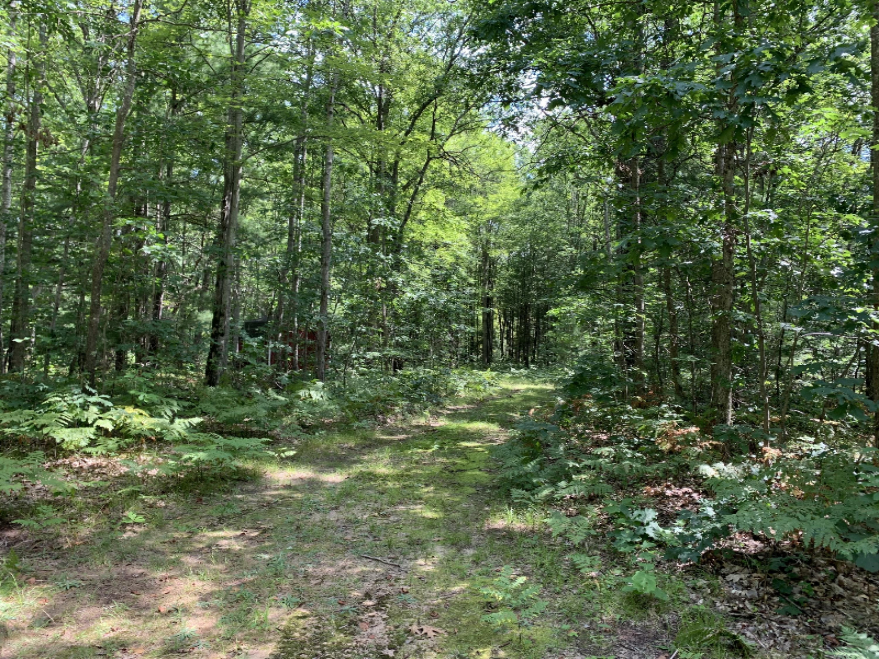 9230 East Kinney Road Branch, MI 49402 - Photo 24 of 26 Surrounding woods