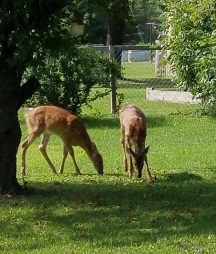 5910 Lakeshore Road Lexington, MI 48450 - Photo 12 of 12 5910 2 deer.jpg