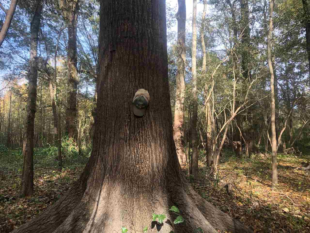 0 Firetower Road Holly Bluff, MS 39088 - Photo 2 of 10 Photo 2