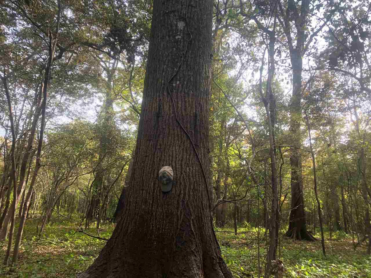 0 Firetower Road Holly Bluff, MS 39088 - Photo 3 of 10 Photo 3