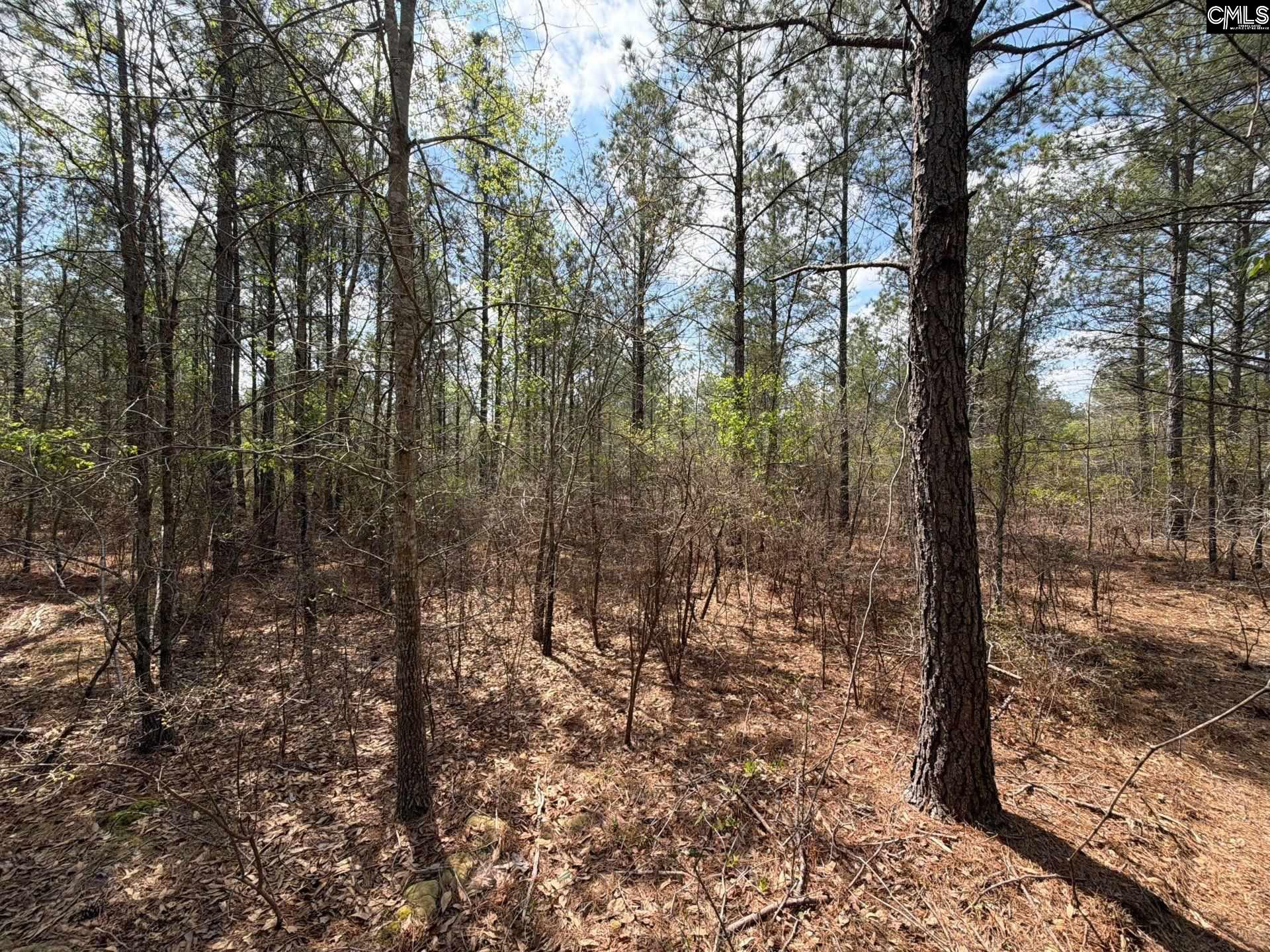 4 Mt Calvary Rd Ridge Spring Ridge Spring, SC 29129 - Photo 38 of 40