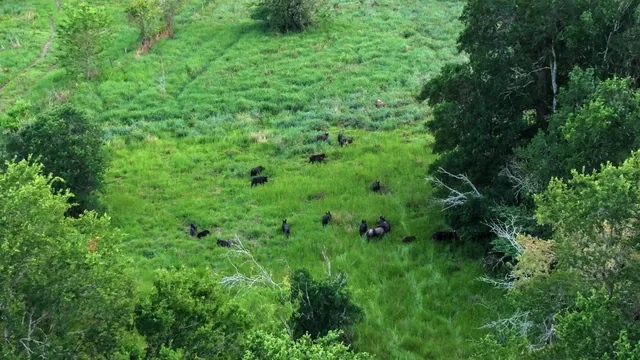 a view of a lush green forest