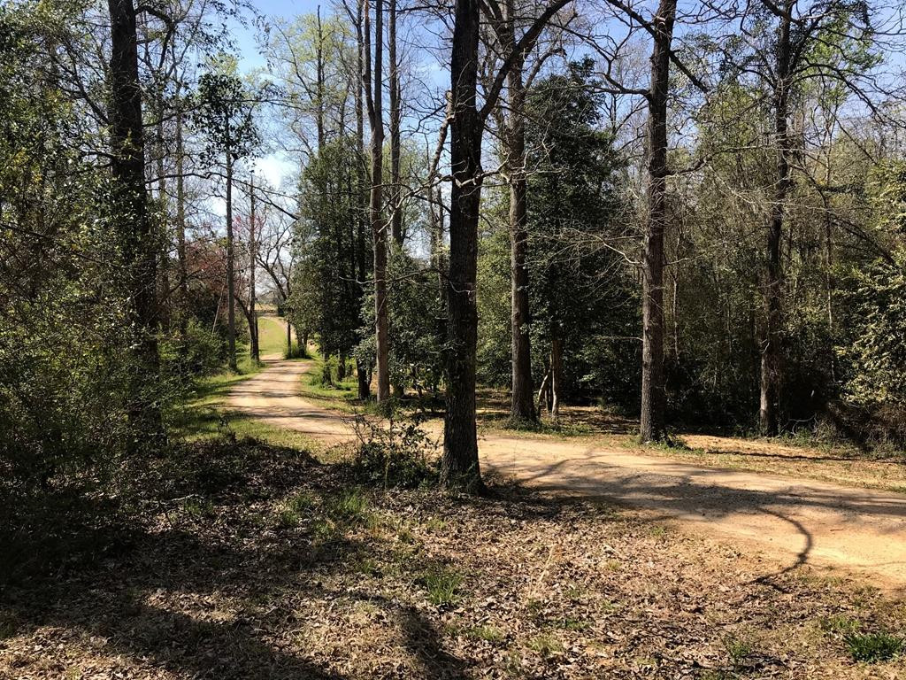 Lot 1 Holiness Church Road Wagener, SC 29164 - Photo 19 of 22