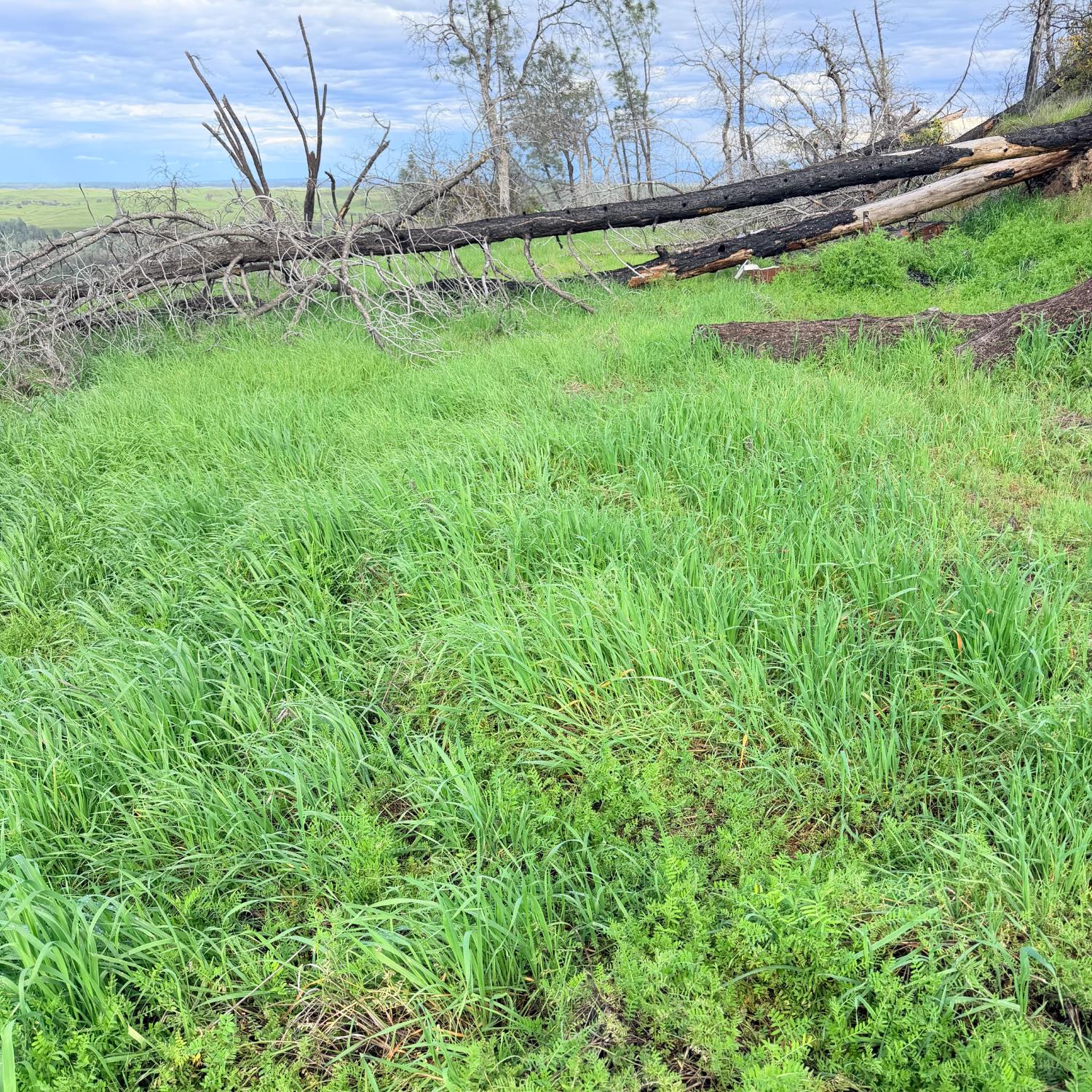 15782 Stagecoach Road Corning, CA 96021 - Photo 6 of 14