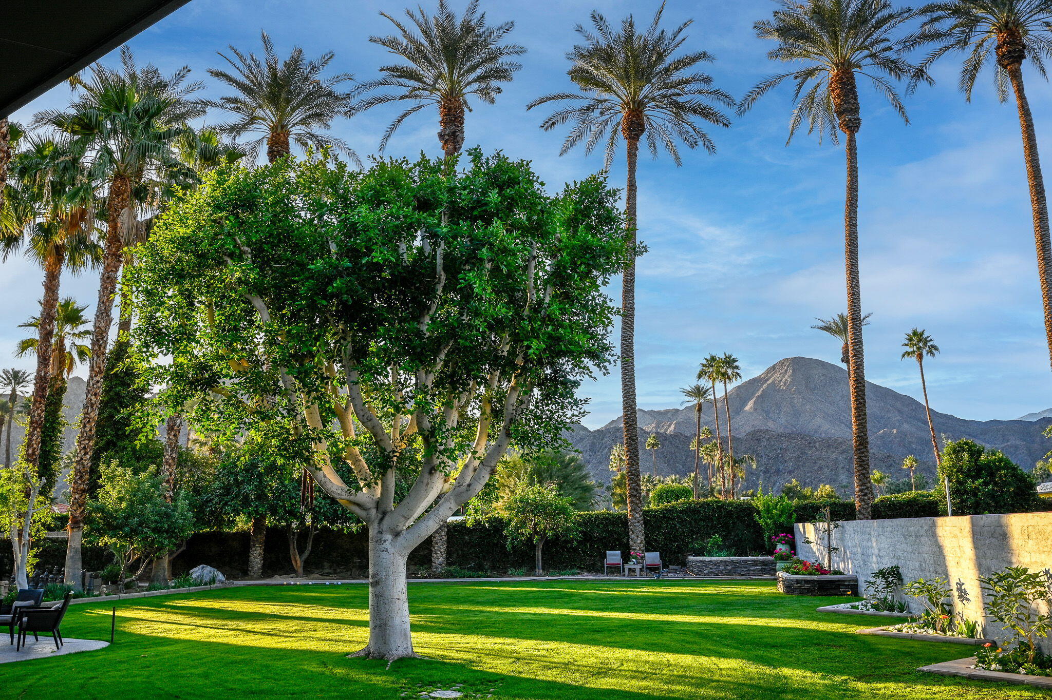 45447 Camino Del Rey Indian Wells, CA 92210 - Photo 4 of 62 8-web-or-mls-6 Yard at sunrise