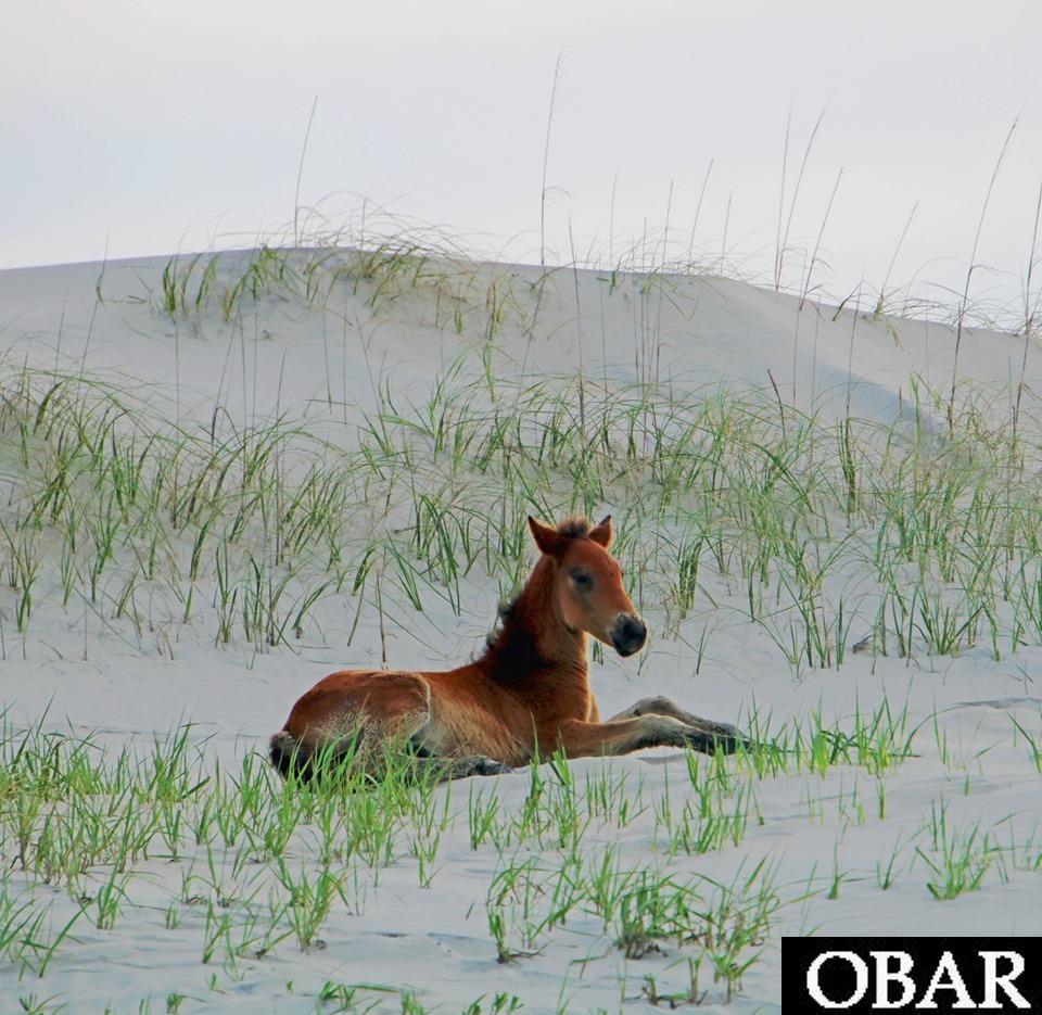 2014 Ocean Pearl Road Corolla, NC 27927 - Photo 9 of 10 Gallery Image 9