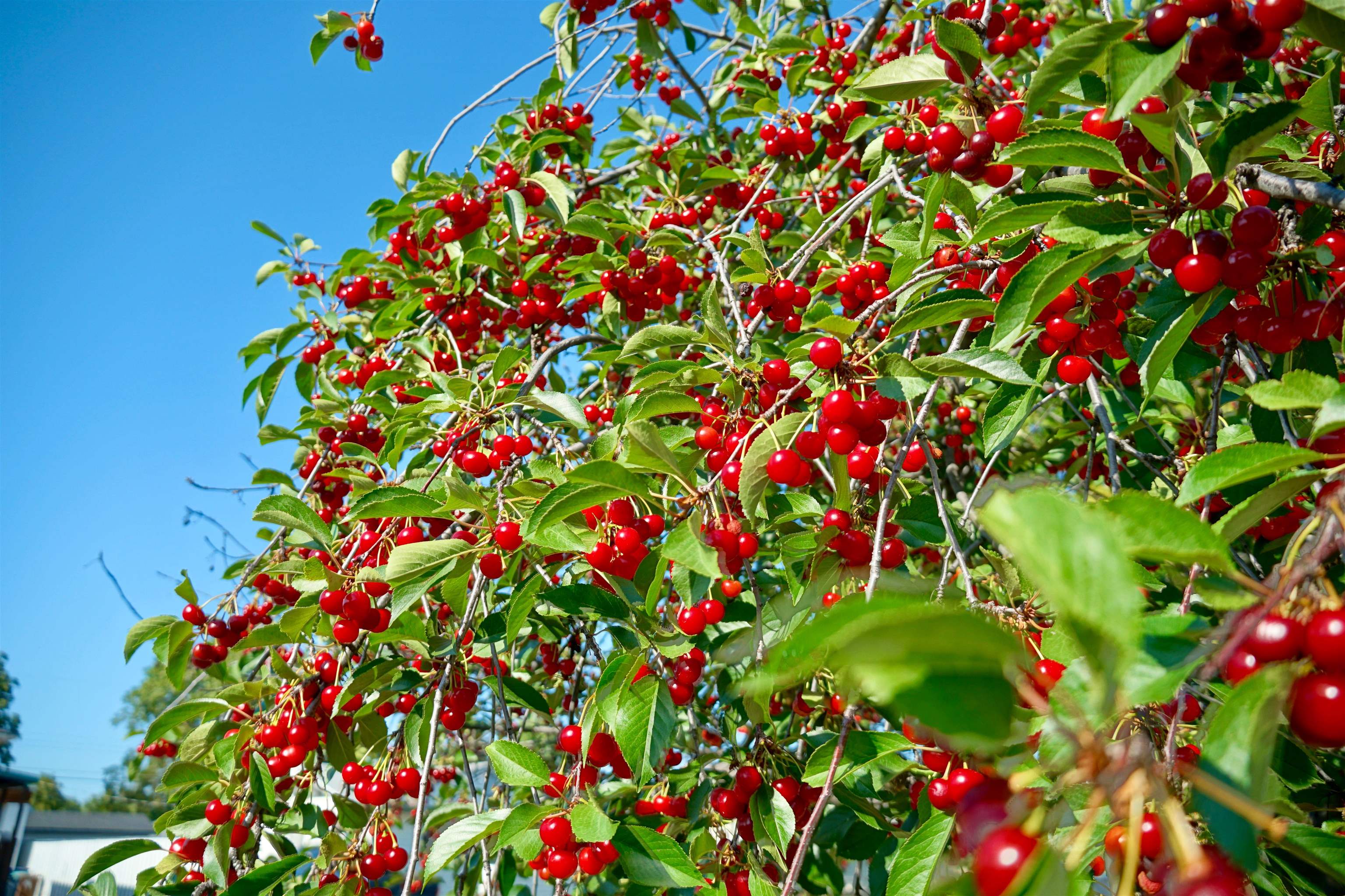 618 East Broad Avenue Spokane, WA 99207 - Photo 4 of 50