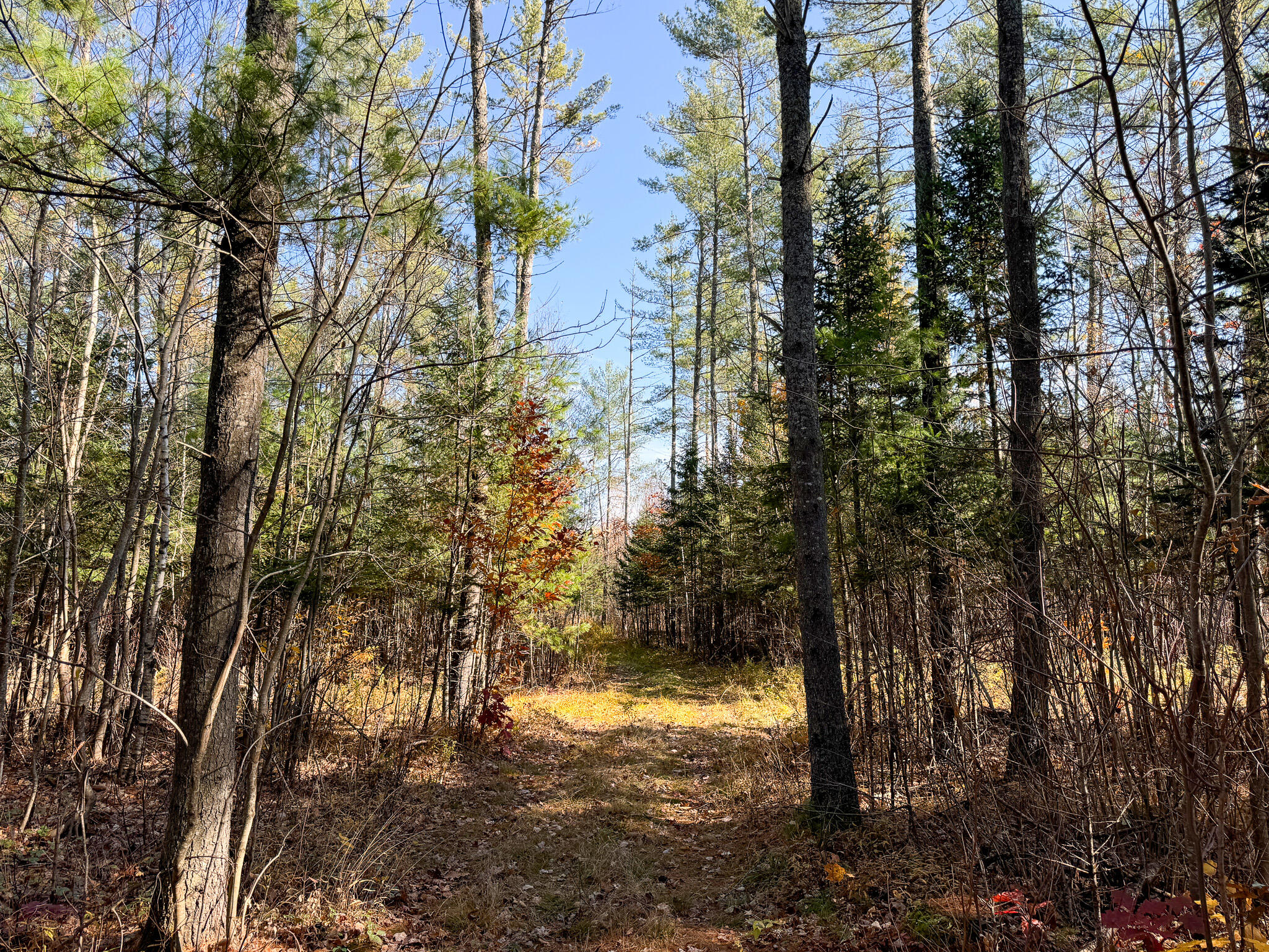 Lot 5 Riverbend Road Carthage, ME 04224 - Photo 6 of 14 IMG_9701