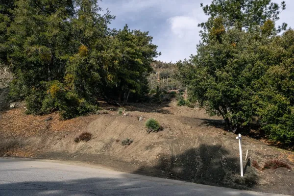 a view of a dry yard with trees and stairs