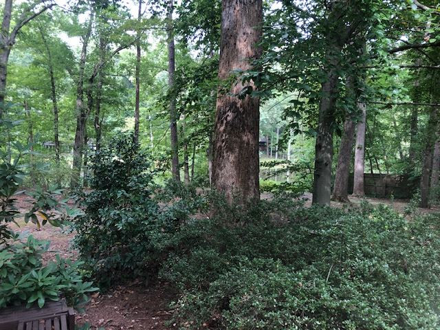 3307 Timberlake Road Raleigh, NC 27604 - Photo 16 of 21 a view of a forest with trees
