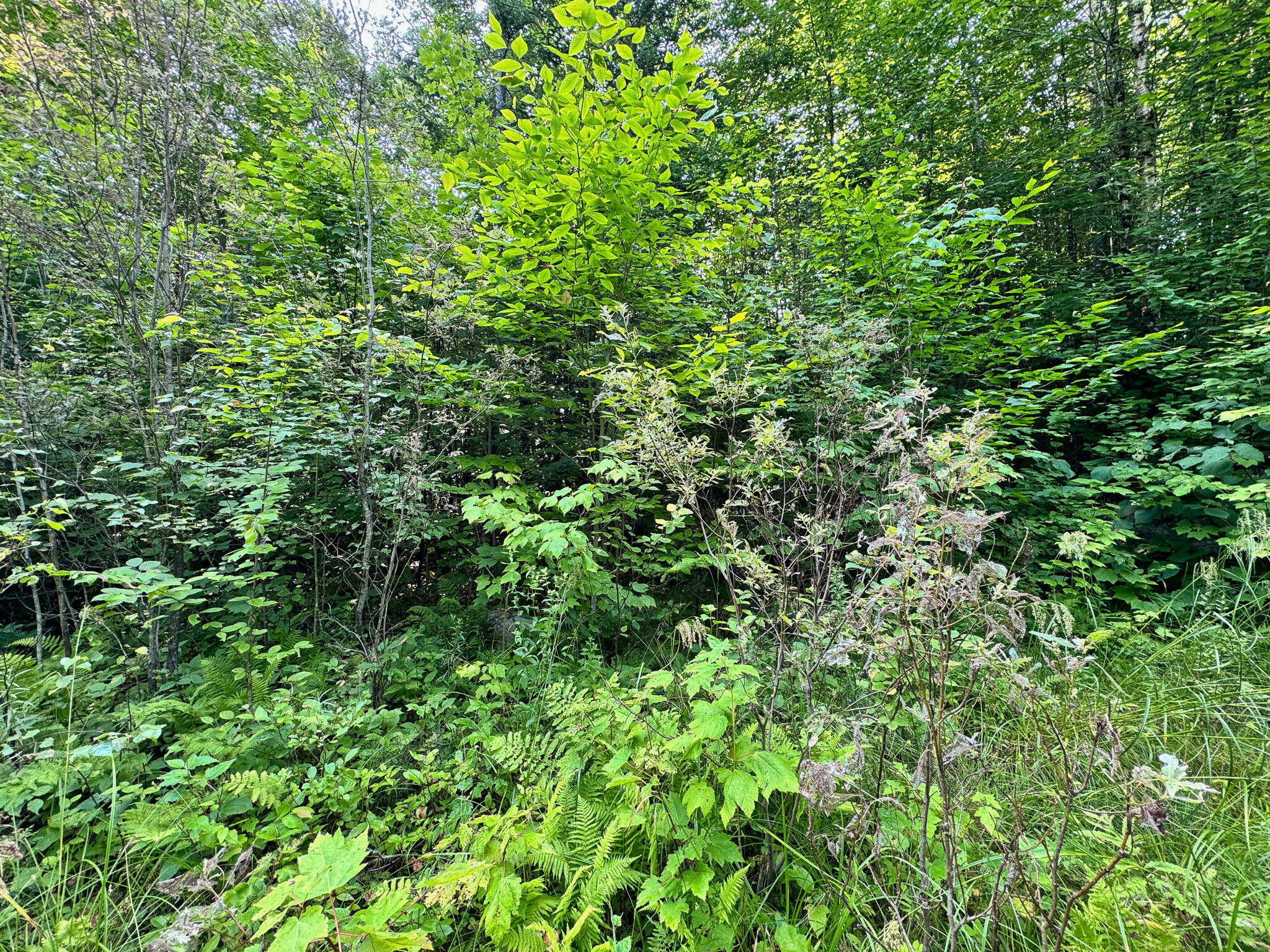 286 Abbee Pond Road Brownville, ME 04414 - Photo 15 of 30 IMG_7163