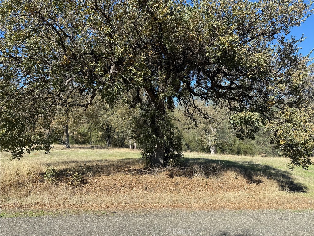 16712 Stagecoach Road Corning, CA 96021 - Photo 7 of 15 a view of a yard with a tree