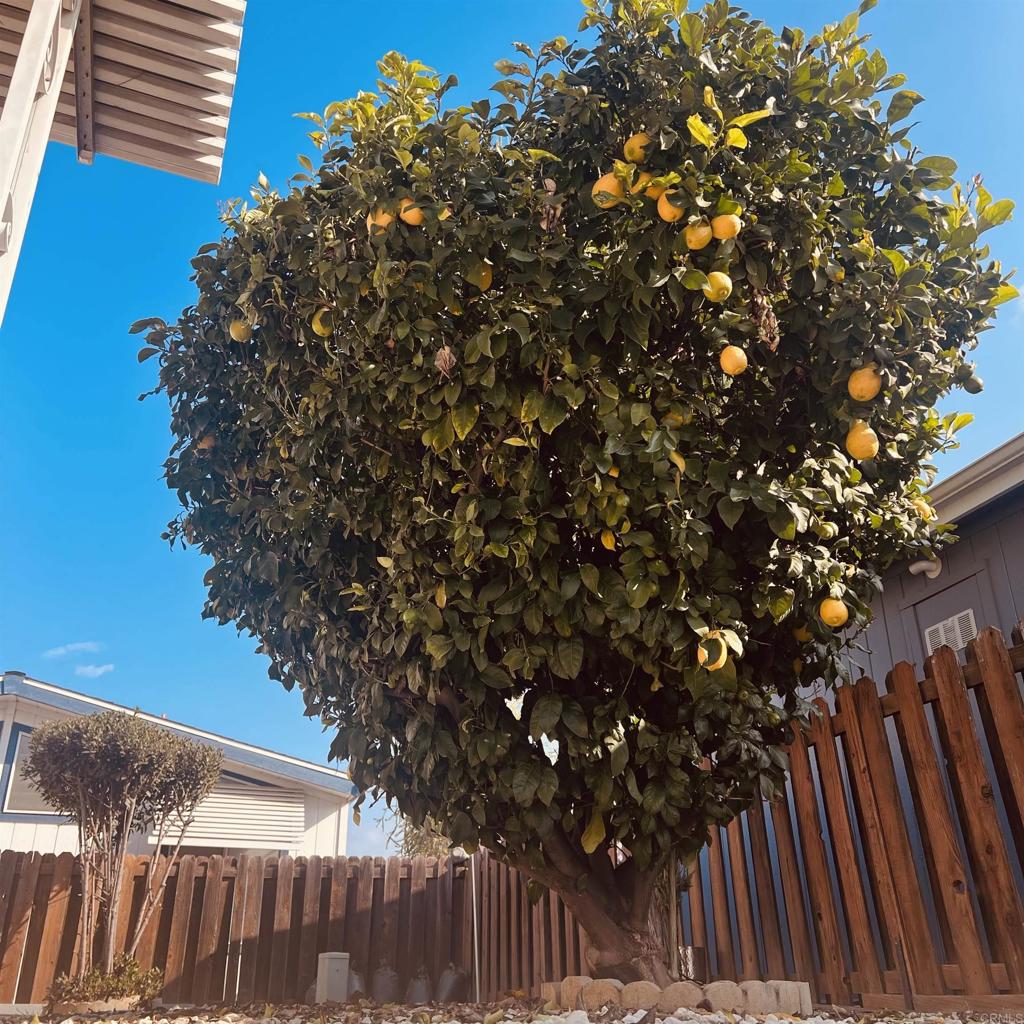 a picture of tree