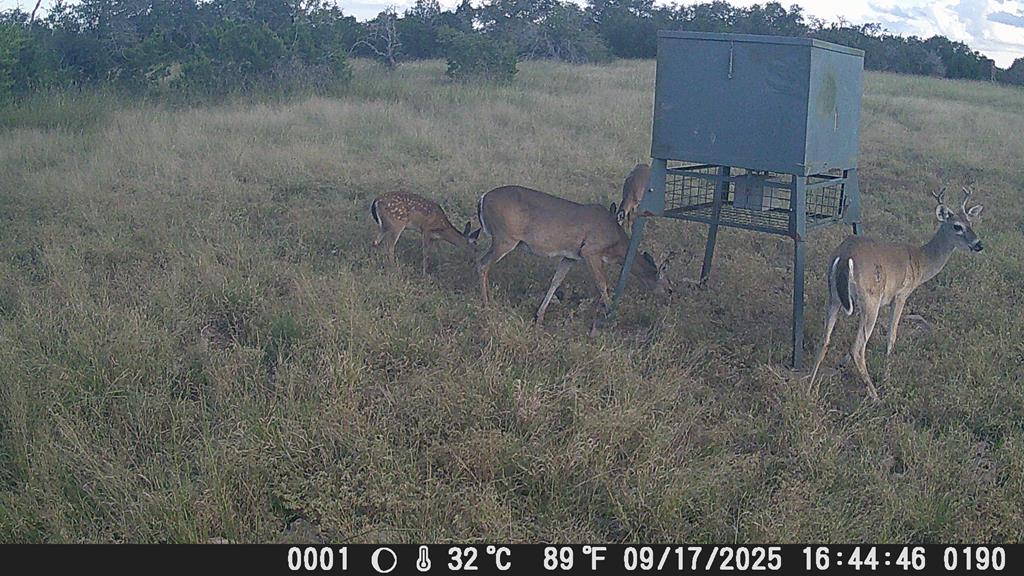 499 Sd 24750 Rocksprings, TX 78880 - Photo 14 of 21