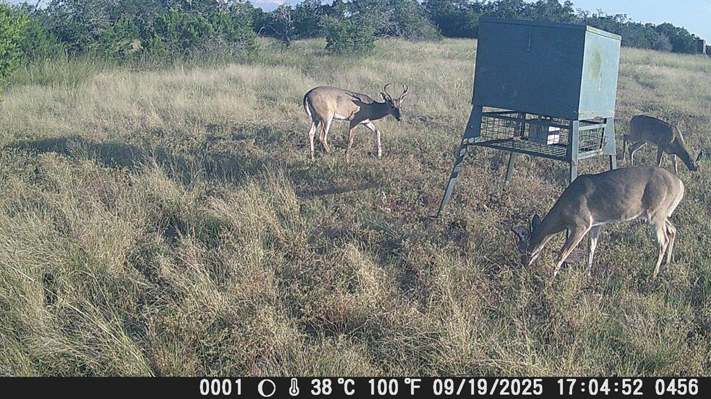 499 Sd 24750 Rocksprings, TX 78880 - Photo 16 of 21