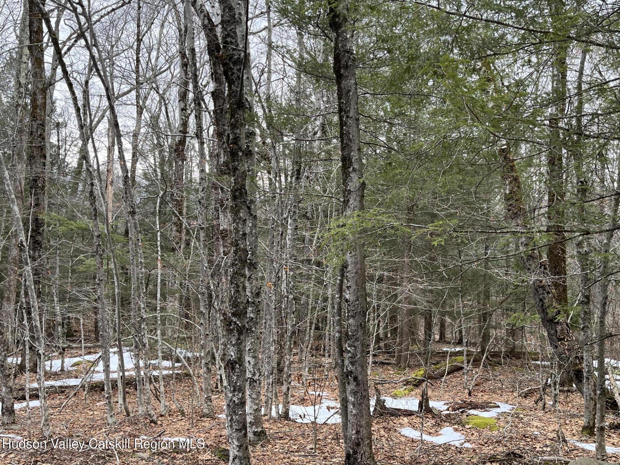 Tbd Tbd Off North Lake Road Haines Falls, NY 12436 - Photo 21 of 28 a view of a yard