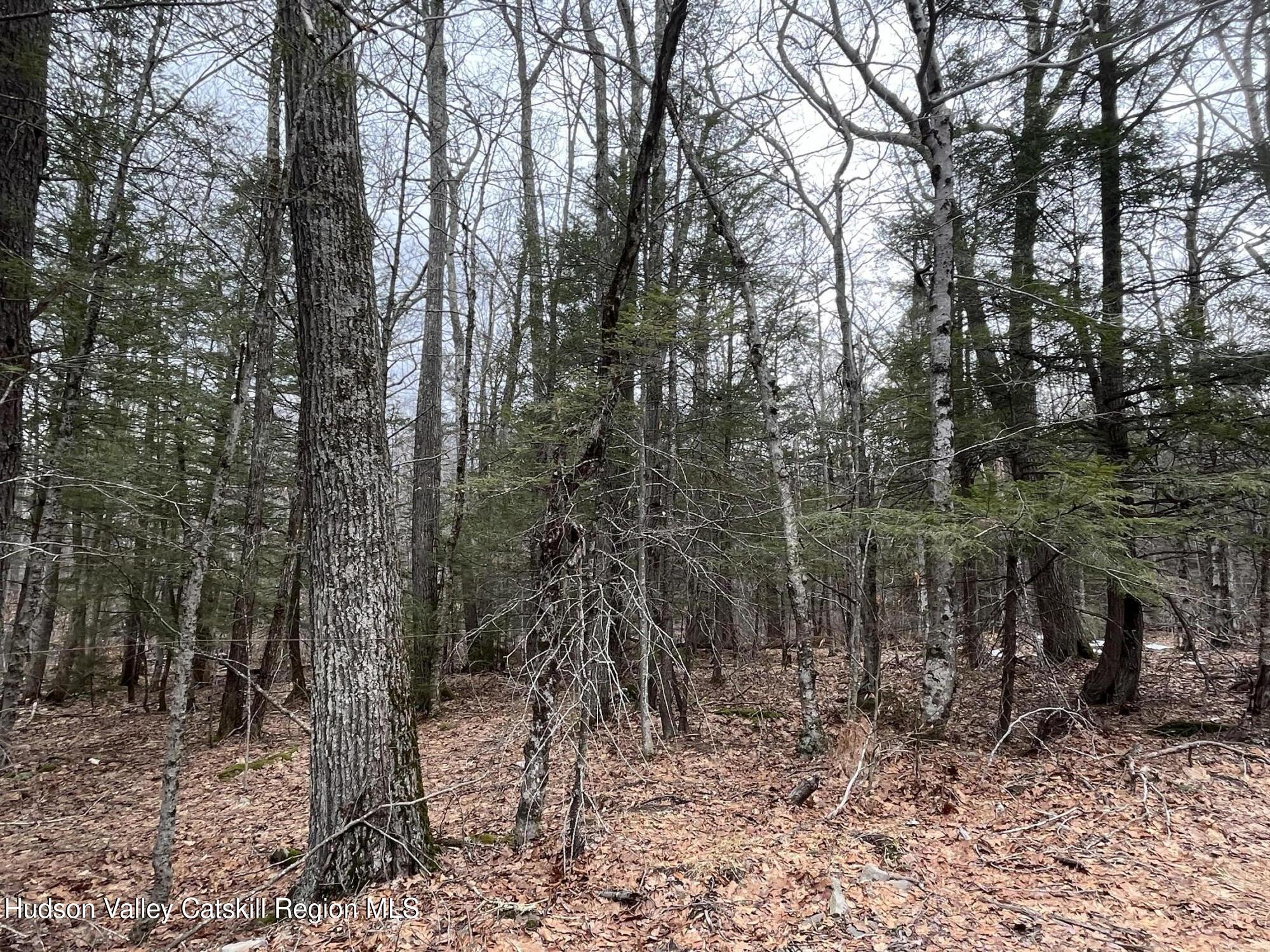 Tbd Tbd Off North Lake Road Haines Falls, NY 12436 - Photo 23 of 28 a view of a forest with trees in the background