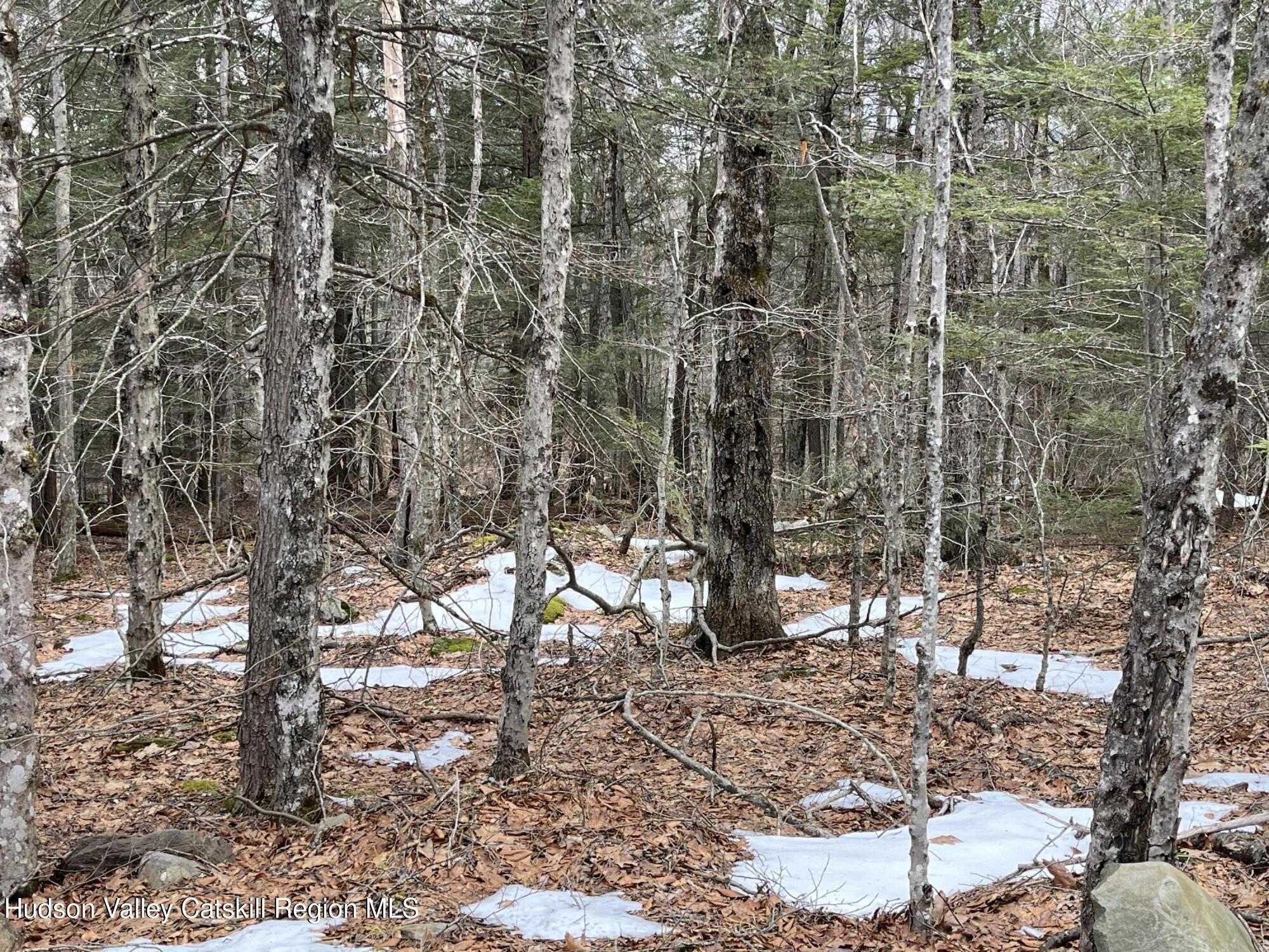 Tbd Tbd Off North Lake Road Haines Falls, NY 12436 - Photo 27 of 28 a view of a forest filled with trees