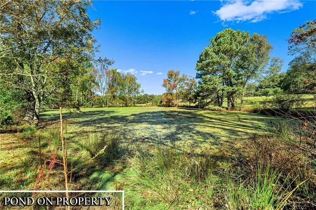 a view of a garden with plants