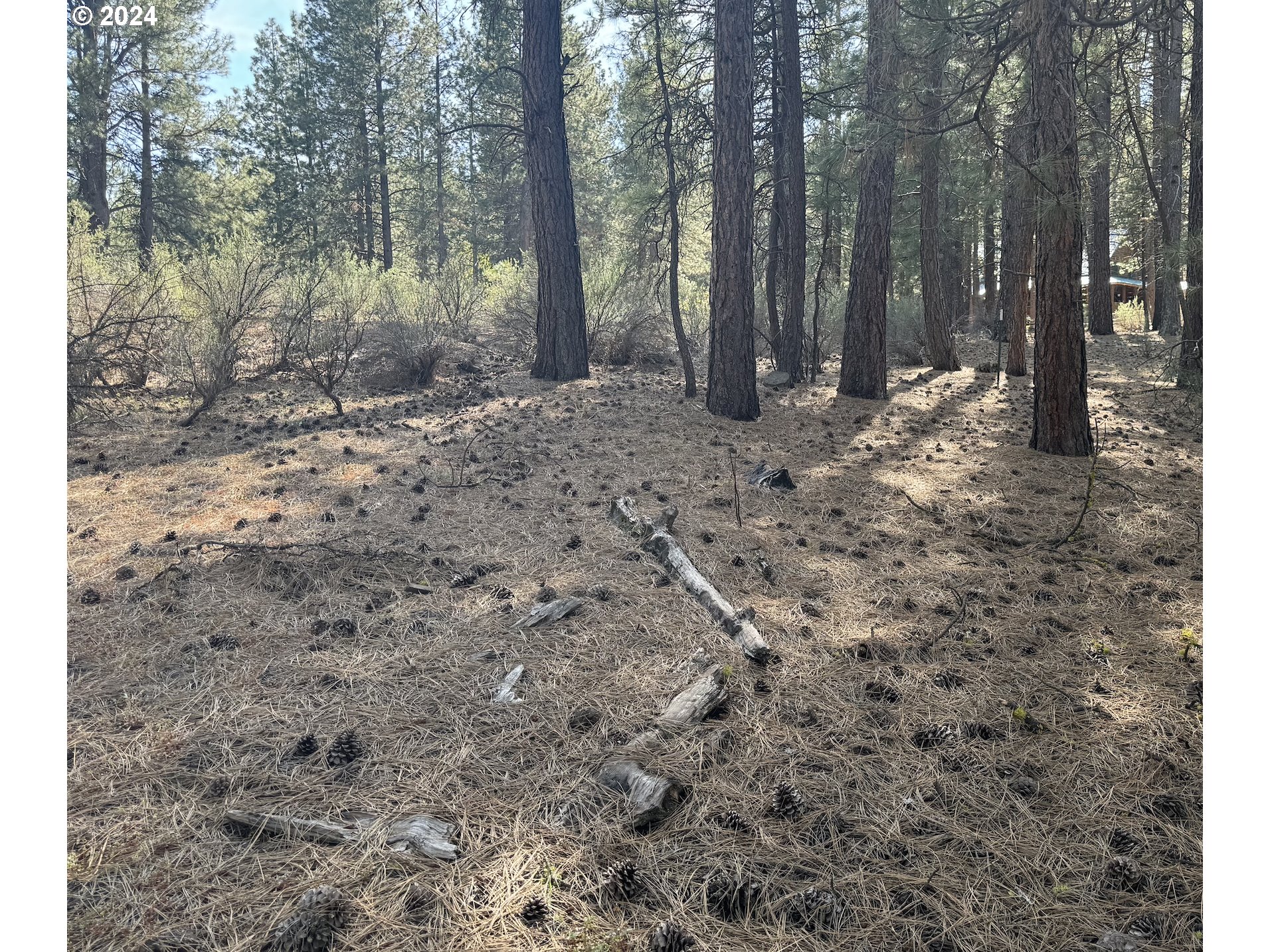 Water View Way, Unit 3 Chiloquin, OR 97624 - Photo 13 of 18 a view of a forest filled with trees