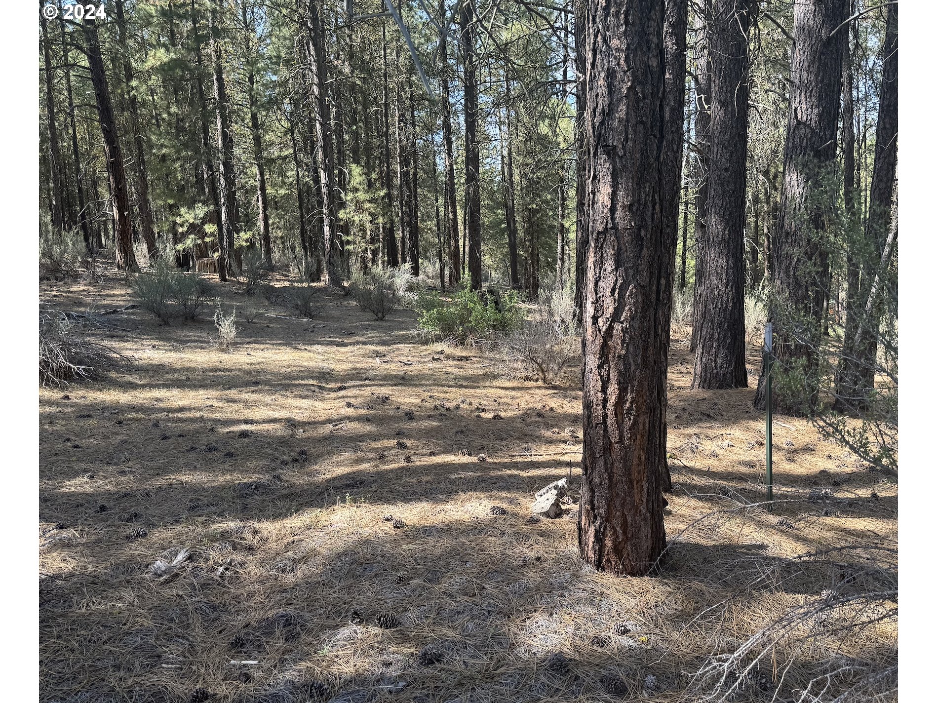 Water View Way, Unit 3 Chiloquin, OR 97624 - Photo 2 of 18 a view of a yard with trees