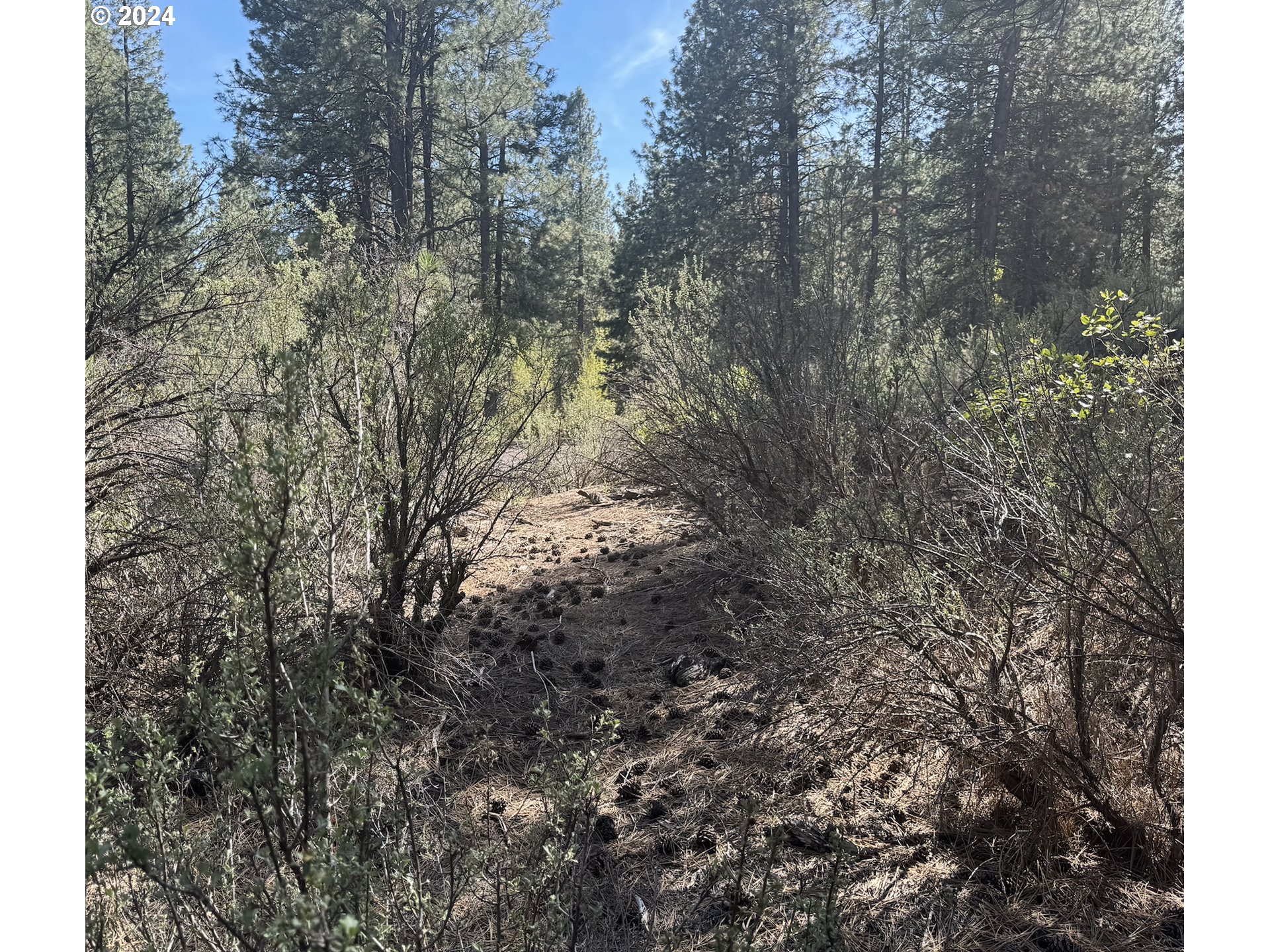 Water View Way, Unit 3 Chiloquin, OR 97624 - Photo 7 of 18 a view of a yard with a tree