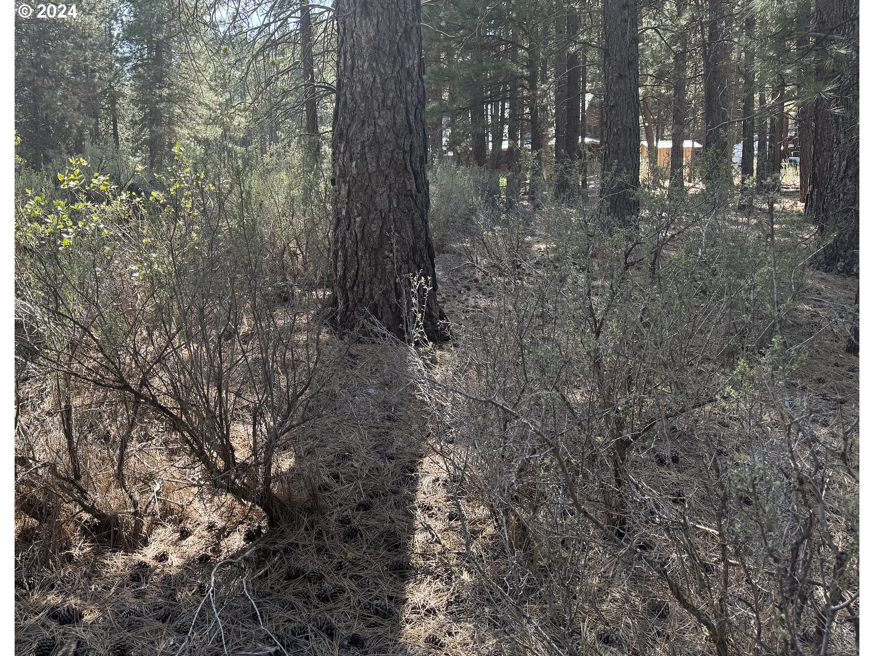 Water View Way, Unit 3 Chiloquin, OR 97624 - Photo 8 of 18 a view of forest