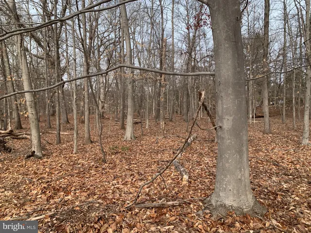 a view of a backyard with large trees