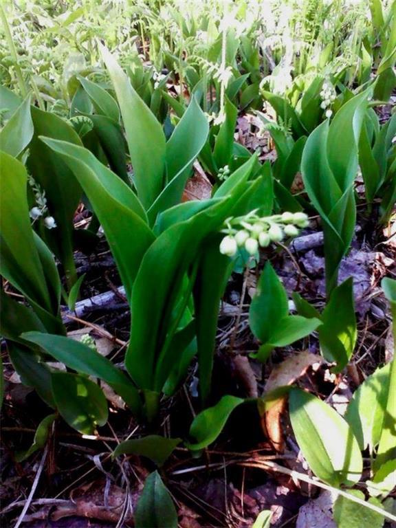 443 North Clary Road Jefferson, ME 04348 - Photo 27 of 34 LILY OF THE VALLEY GALORE