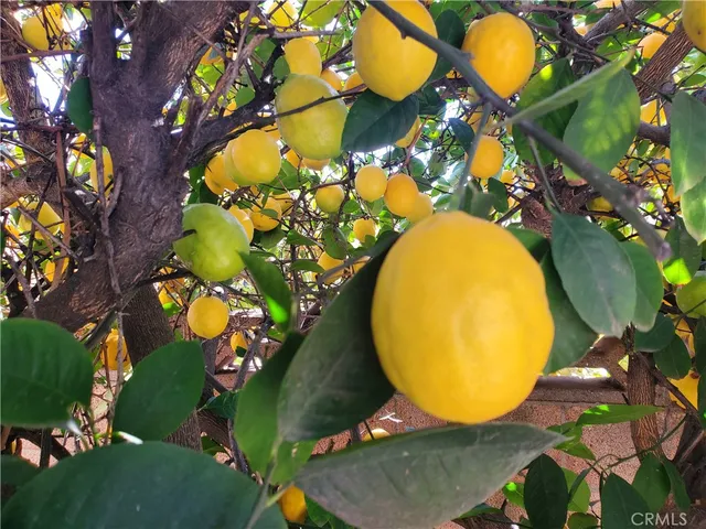a view of a plant in a garden