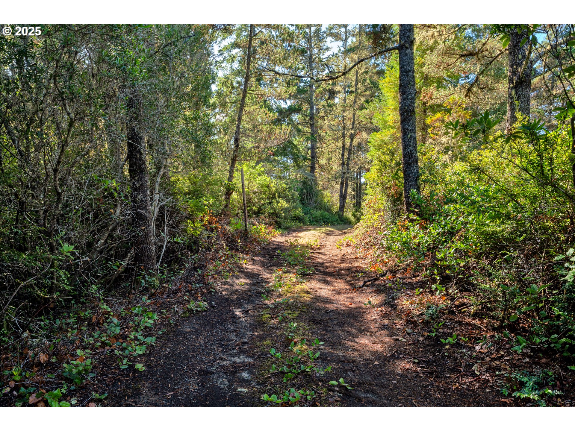 5603 Friendly Acres Road Florence, OR 97439 - Photo 35 of 45 a view of a yard with plants and large trees