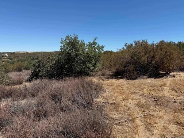 a view of a dry yard with trees