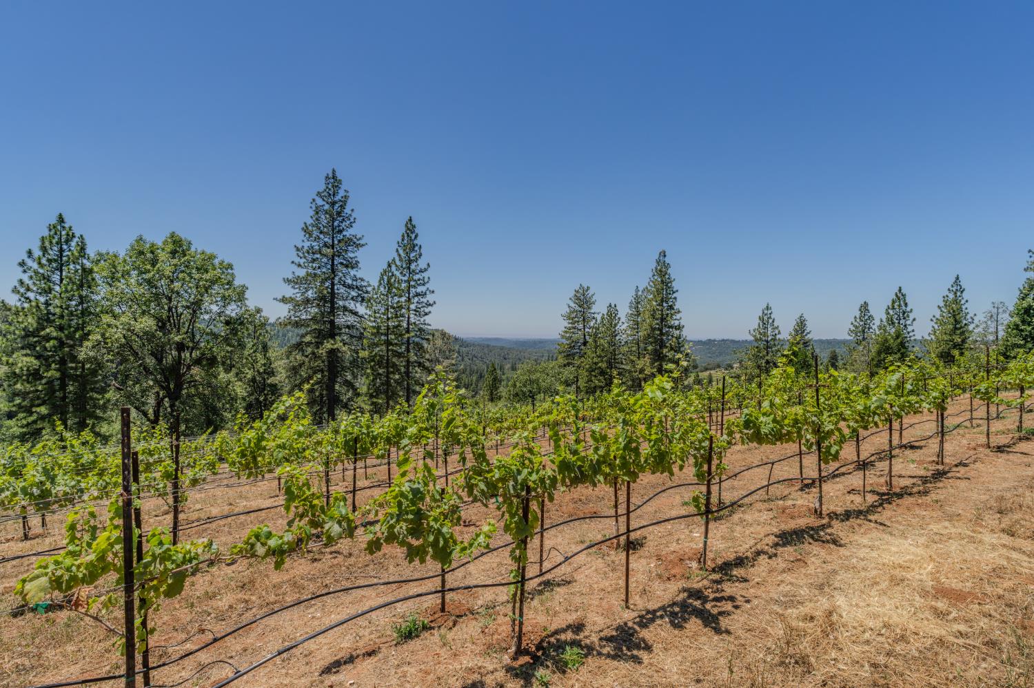 18591 Ponderosa Hills Road Volcano, CA 95689 - Photo 19 of 92