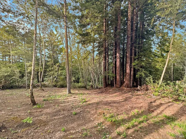 a view of a backyard with large trees