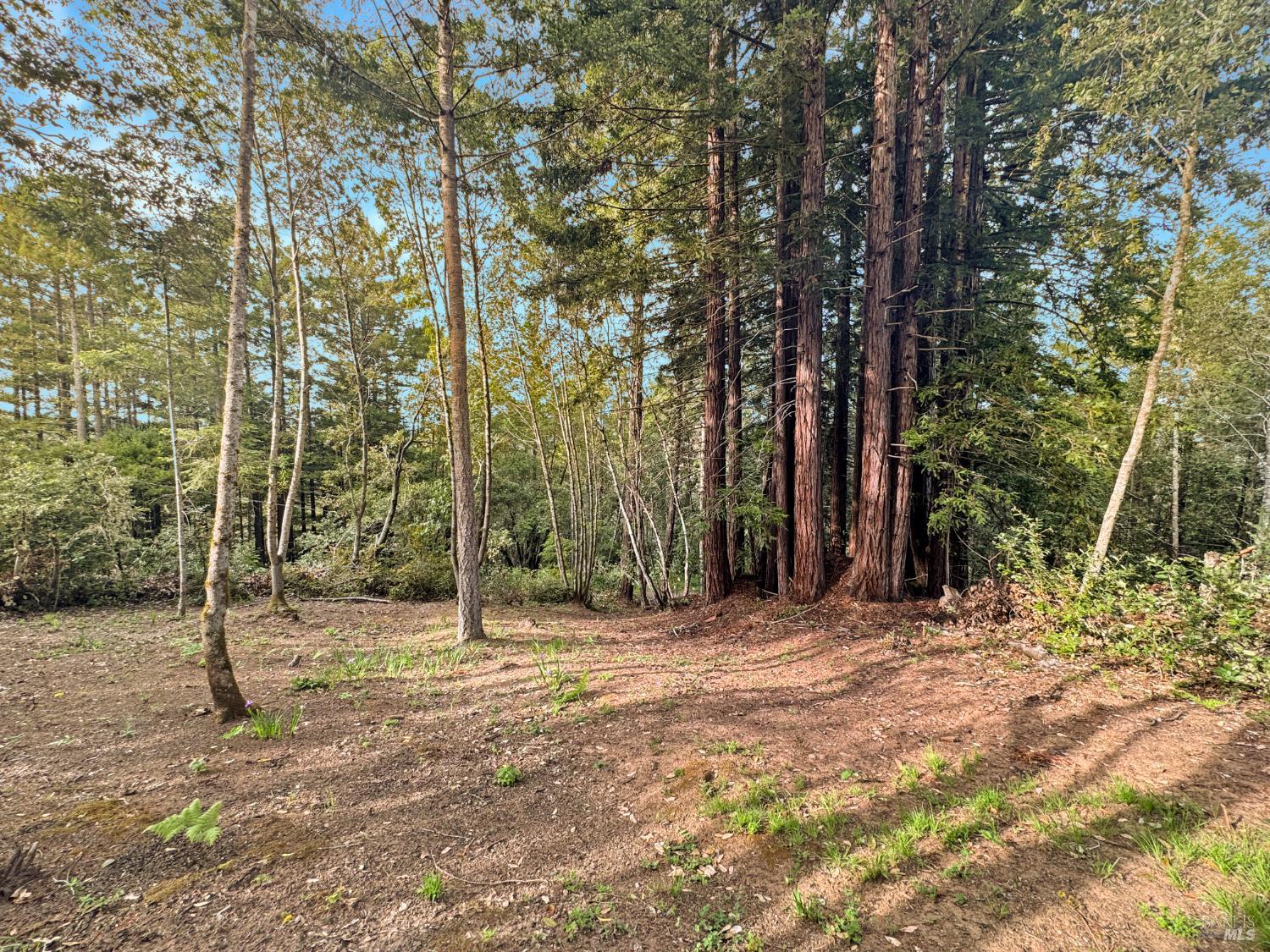 21155 Siri Road Guerneville, CA 95446 - Photo 13 of 30 a view of outdoor space with trees