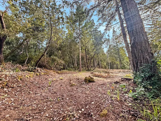 a view of a yard with plants and large trees