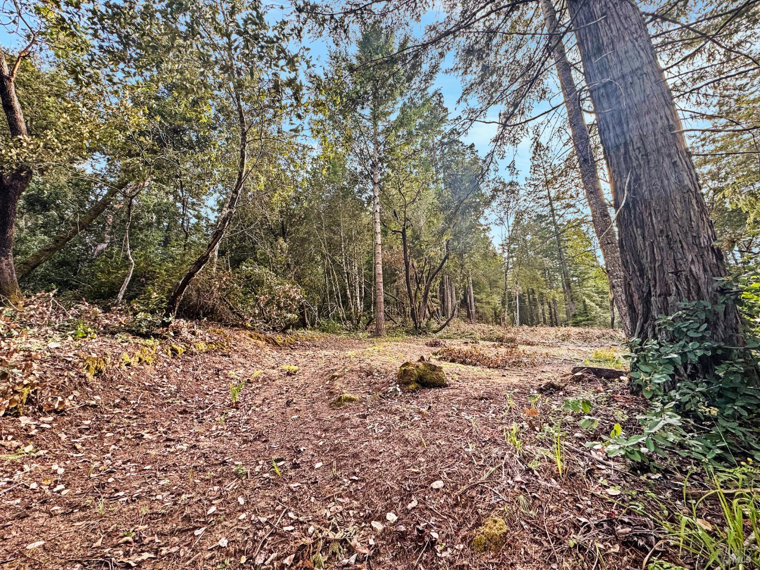 21155 Siri Road Guerneville, CA 95446 - Photo 14 of 30 a view of a backyard with large trees