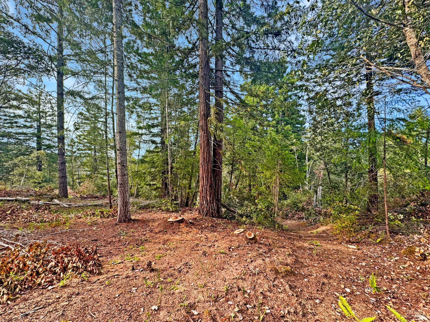 21155 Siri Road Guerneville, CA 95446 - Photo 17 of 30 a view of outdoor space and trees