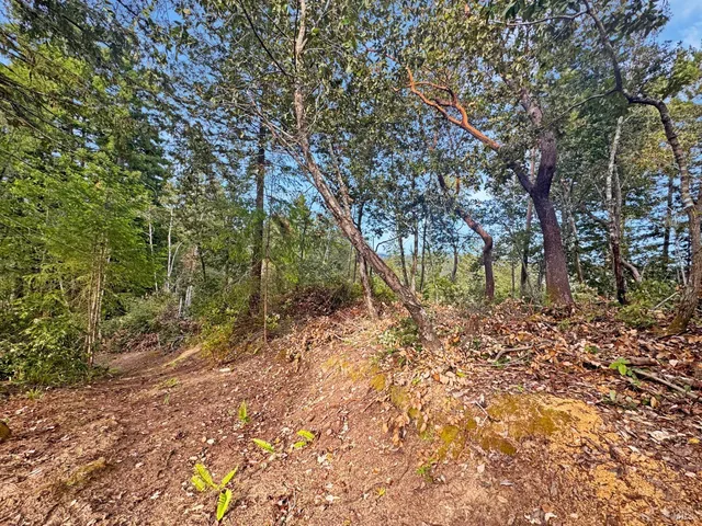 a view of a forest with trees