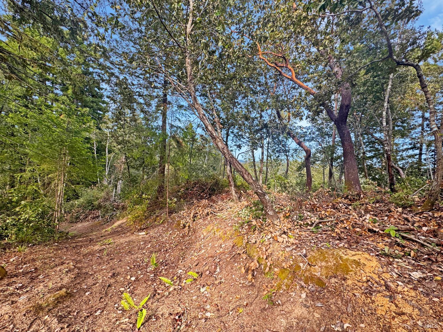 21155 Siri Road Guerneville, CA 95446 - Photo 18 of 30 a backyard of a house with lots of green space