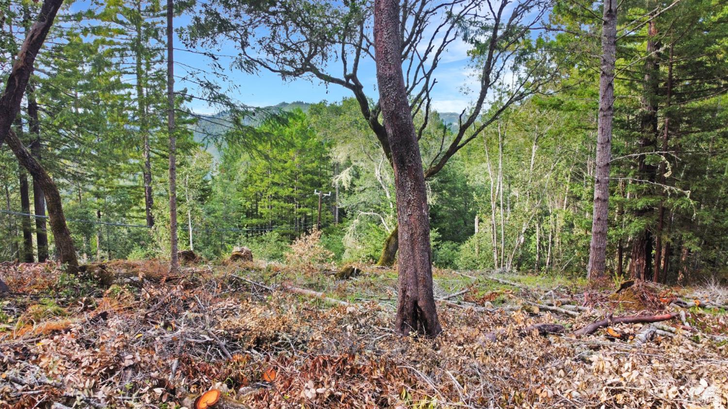21155 Siri Road Guerneville, CA 95446 - Photo 21 of 30 a view of a forest
