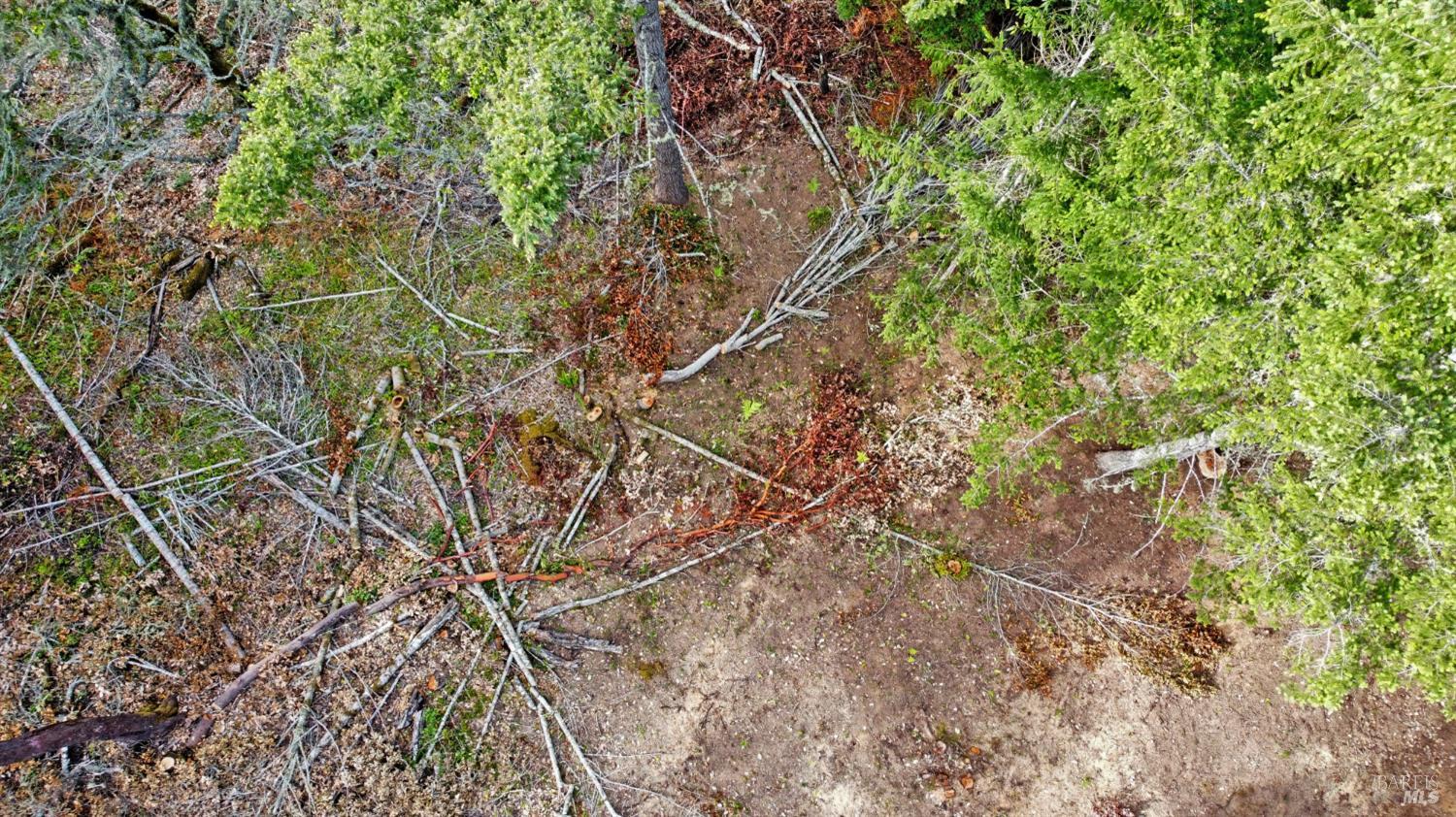 21155 Siri Road Guerneville, CA 95446 - Photo 22 of 30 a picture of tree