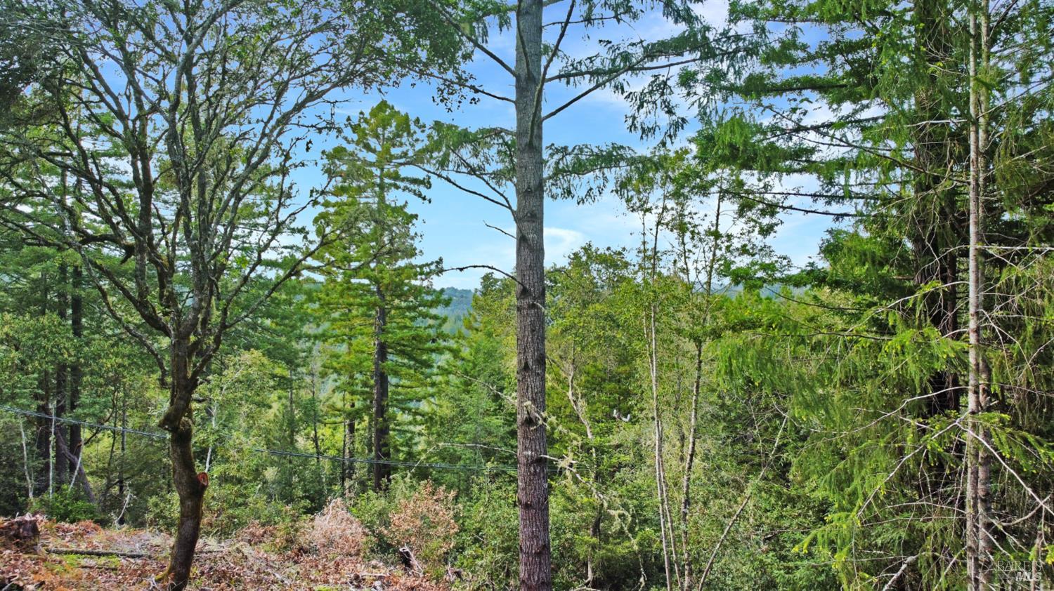 21155 Siri Road Guerneville, CA 95446 - Photo 23 of 30 a backyard of a building with lots of trees